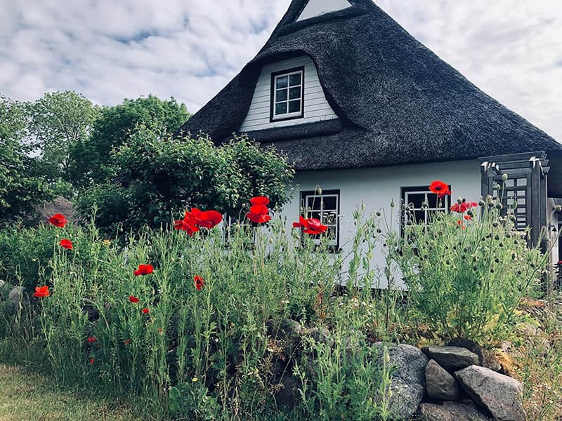 Die Reetkate im Frühling, umgeben von blühendem Mohn